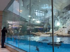 -帝企鹅自助餐厅•儿童岛•真企鹅(长隆企鹅酒店)