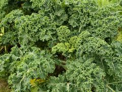 -中国天府农业博览园