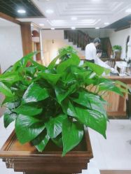 点击看大图 -YESIDO椰岛造型烫发染发