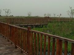 -泗洪洪泽湖湿地景区