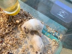 -怪兽屋·羊驼·猫咖·狗咖(俊华广场店)