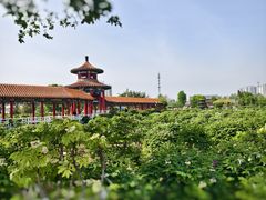 -曹州百花园