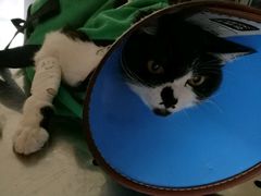 -康旭宠物医院(郑州总院)