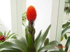 奇异的花-上海鲜花港