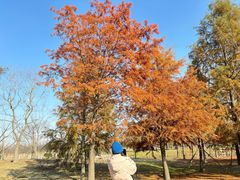 -黄海国家森林公园