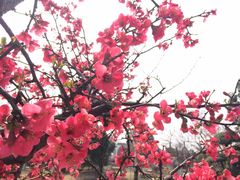 -武汉紫薇都市田园