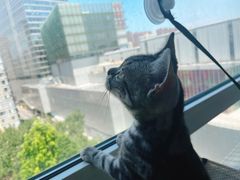 -猫大福·Fortune Cat猫舍(百子湾店)