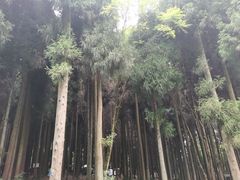 -武陵山森林公园