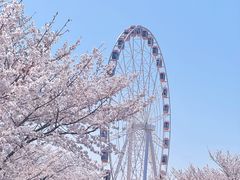 -顾村公园