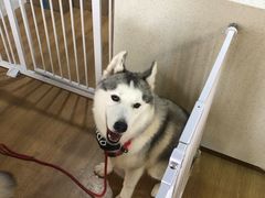 -Husky Go! 哈士奇体验馆·宠物咖啡厅狗咖