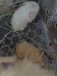 -Moni星球萌宠·小马宝莉·灵蛇·高端高阶全萌宠互动体验俱乐部(红豆国际广场店)