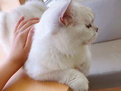 -鼓捣猫呢主题猫咖店