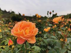 -都江堰玫瑰花溪谷