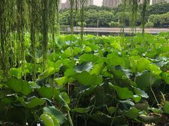 -后襄河公园