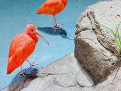 -海合安武汉极地海洋公园