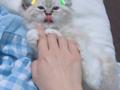 -喵zoo家庭繁育猫舍(尖东智能花园店)