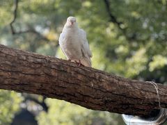 -西园寺