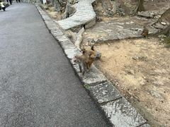 -黔灵山公园