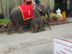 -东芭乐园