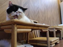-MOCHA明星猫咖(田子坊店)