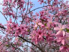 -天适樱花悠乐园