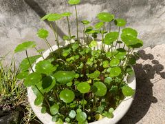 -月栖华明-云间草堂清茶馆(泗泾古镇店)