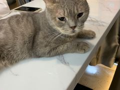 -喵园·猫主题咖啡厅·撸猫·猫咖(国贸店)