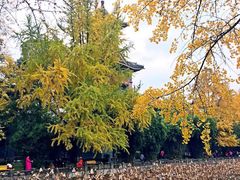 -四川大学(华西校区)