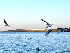 -巧克力渔家.小船海鲜胶东菜(万平口店)