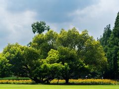 -上海滨江森林公园