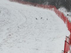 -密苑云顶乐园(云顶滑雪场)