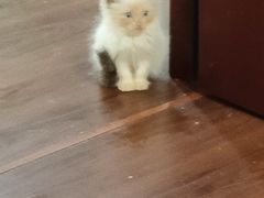 -楼上猫咖(罗湖店)