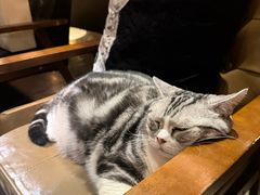 -咖法森林·咖啡  酒吧(天河店)