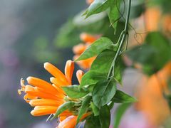 -桃花涧