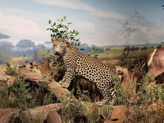 -陕西自然博物馆