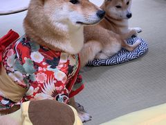 -逗柴咖啡屋·狗咖猫咖宠物桌游
