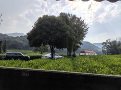 -听风阁农家私房菜茶楼(龙坞店)