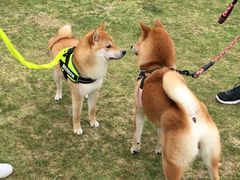 -栖露营camping·天幕烧烤·团建拓展·采摘营地
