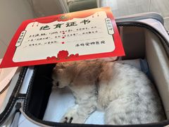 -派特宠物医院(海岸城店)