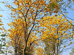 -王借岗森林公园