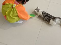 -怪兽屋·羊驼·猫咖·狗咖(俊华广场店)