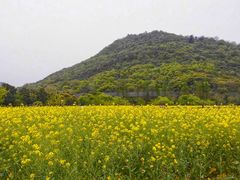 -西湖风景区-江洋畈生态公园