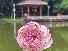 -黄埔荔枝公园
