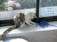 -喵的天空名猫咖啡馆·撸猫·猫舍·用品