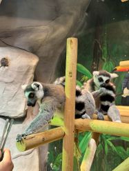 -Zoolung Zoolung动物主题公园(海信广场店)