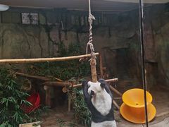 -深圳野生动物园