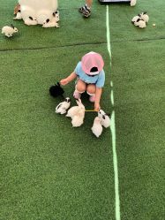 -萌宠亲子动物乐园(槐房万达店)