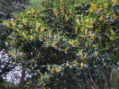 -杭州半山国家森林公园