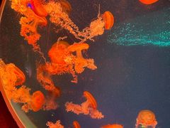 -哈尔滨波塞冬海底世界