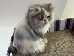 -有猫主题·治愈系猫咖(曾厝垵店)